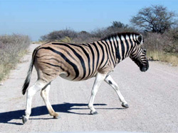 Zebra "Crossing"