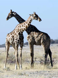 Giraffes 'necking'